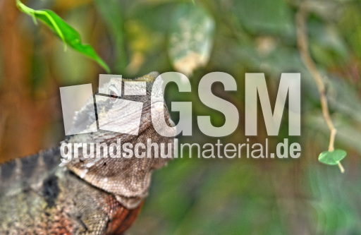 Australische Wasseragame_1.jpg